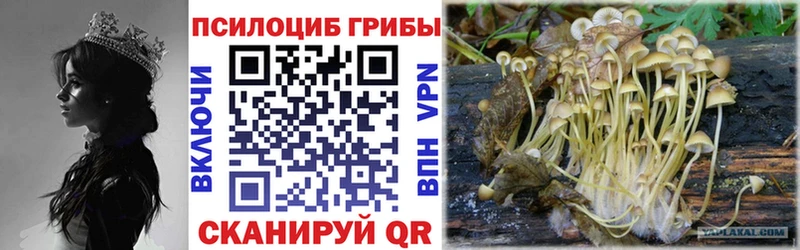 Галлюциногенные грибы Psilocybe  купить   Пикалёво 